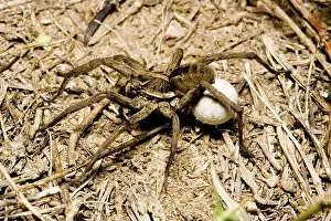 Lycosa: Wolf spider