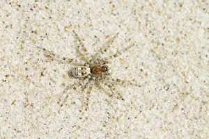 Horsduinen: Wolf Spider