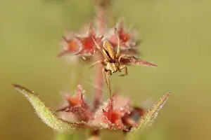 Lycosidae: Wolf Spider