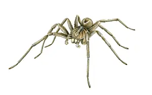 Miles Kelly Publishing: Wolf Spider