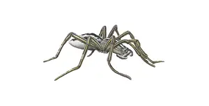 Miles Kelly Publishing: Wolf Spider