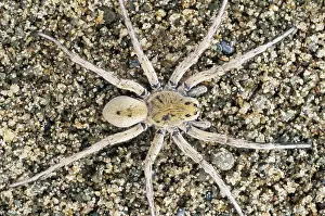 Lycosidae: Wolf Spider