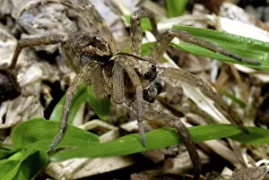 Lycosidae: Wolf Spider