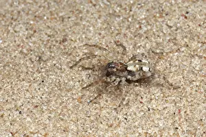 Drenthe: Wolf Spider