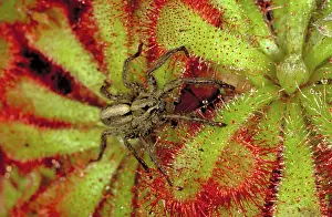 Spiders: Wolf spider
