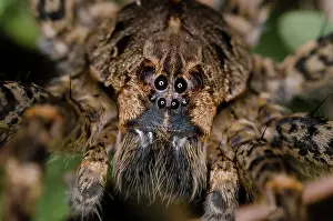 Lycosa: Wolf Spider