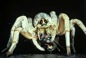 Captured: Wolf spider and captured fly
