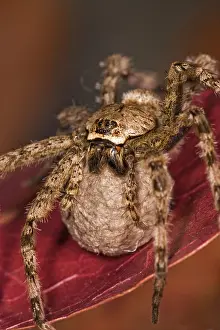 Parental: Wolf spider carrying egg sac