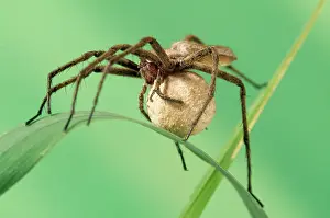 Sack: Wolf Spider - Carrying egg sack