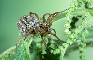 Spiderling: WOLF SPIDER - carrying young