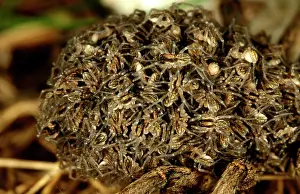 Spiderling: A wolf spider - close-up of spiderlings on femaleIs back