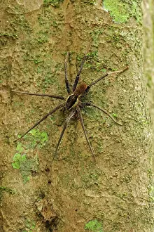 Mamiraua: Wolf spider, Ctenidae, flooded forest, Amazon, Mamiraua