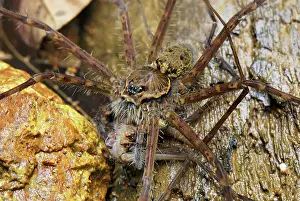 Lycosidae: Wolf Spider - eats prey, another spider