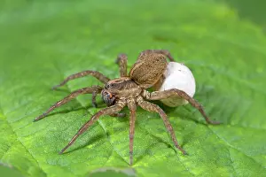 Nuture: Wolf Spider with egg sac
