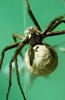 Sack: WOLF SPIDER - with egg sack