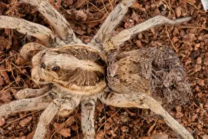Nurturing: wolf spider, Family Lycosidae, female with young