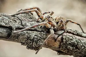 Unique: A wolf spider of the family Lycosidae, Lycos is