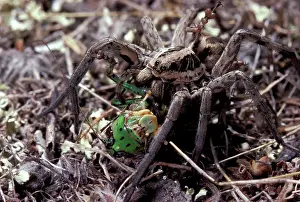 Lycosa: Wolf Spider - Feeding on a grasshopper