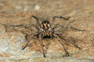 Hogna: Wolf Spider female