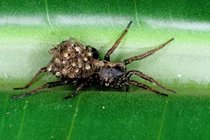 Spiderling: A wolf spider - female bearing brood of young on back