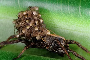 Spiderling: A wolf spider - female bearing brood of young on back