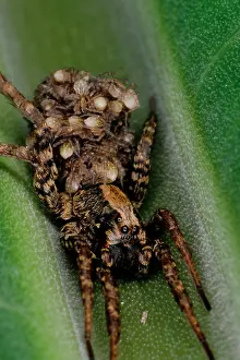 Spiderling: A wolf spider - female bearing brood of young on back