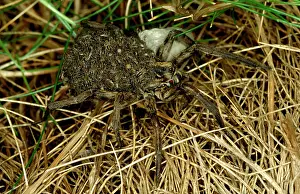 Spiderling: A wolf spider - female carrying newly hatched spiderlings