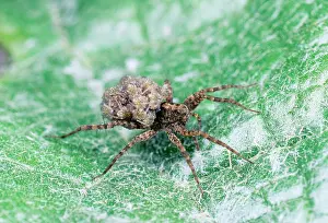 Pardosa: Wolf Spider - Female carrying young