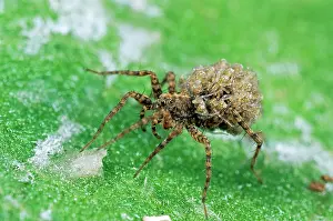 Pardosa: Wolf SPIDER - Female carrying young