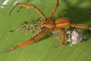 Spiderling: Wolf Spider - female guarding her newly-emerged