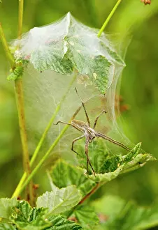 Guards: Wolf Spider - where the female guards the eggs