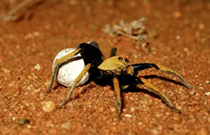 Sacs: A wolf spider - female, an outback spider, carrying