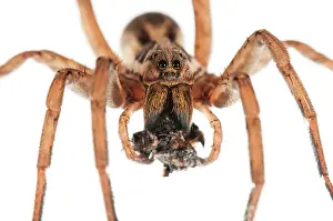 Hogna: Wolf Spider female with prey on white background