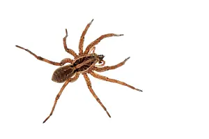 Hogna: Wolf Spider female with prey on white background