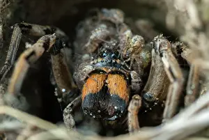 Special: Wolf Spider (Geolycosa vultuosa)