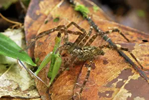 Lycosidae: Wolf Spider - with grasshopper prey