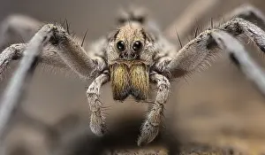 Beast: Wolf Spider, Hogna carolinensis