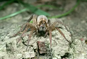 Trochosa: Wolf Spider - Hunting for prey