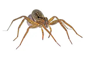 Augustin Esmoris: Wolf Spider (Lycosidae) with her egg case