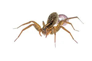 Augustin Esmoris: Wolf Spider (Lycosidae) with her egg case