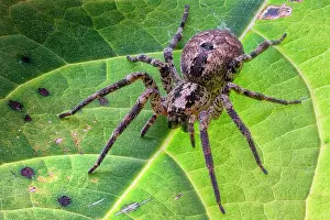Spiders: Wolf spider (Lycosidae sp) on a leaf, view from