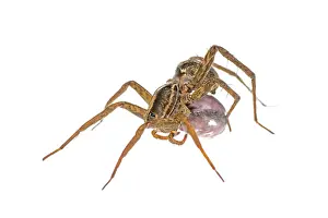 Augustin Esmoris: Wolf Spider (Lycosidae) sticking to her egg case