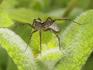 Pardosa: Wolf Spider (Pardosa lugubris) carrying her egg