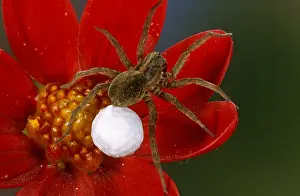 Sack: Wolf Spider (Pardosa lugubris) with egg sack on