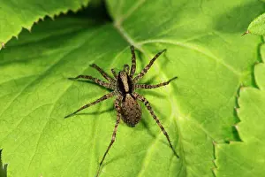 Sunbathing: Wolf spider (Pardosa) sunbathing on a leaf, Baden-W&, x32d349