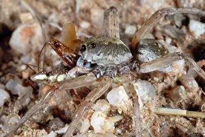 Lycosidae: Wolf Spider with prey