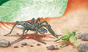 Preying: Wolf spider preying on Grasshopper