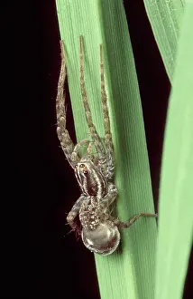 Gravid: Wolf spider in Rice Paddy
