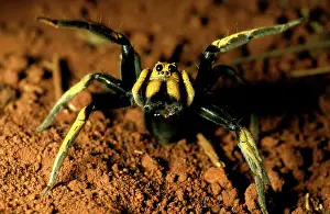 Median: A wolf spider - showing two large median eyes, in daylight