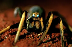 A wolf spider - showing two large median eyes, at night